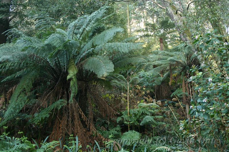 Tree fern gully, Pirianda Gardens IMG_7048.JPG